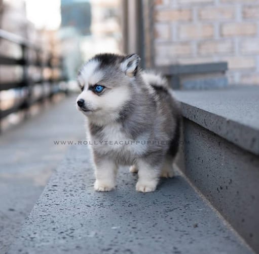 miniature-husky-dogs