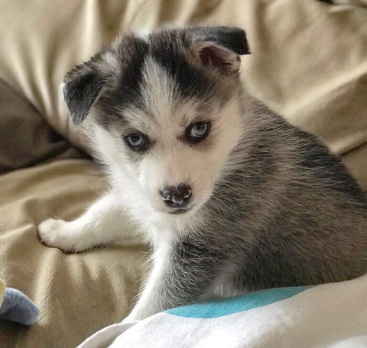 miniature-husky-dogs