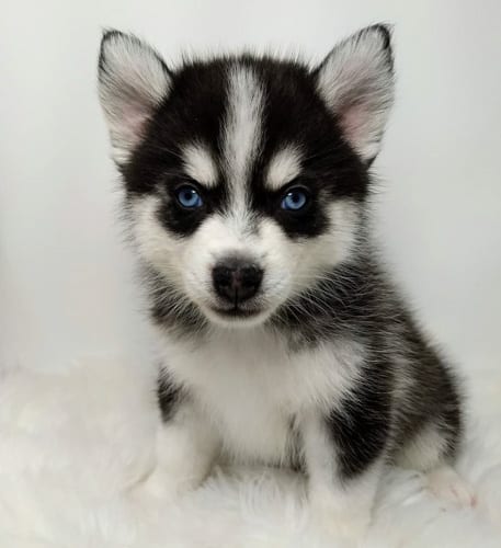 miniature-husky-dogs