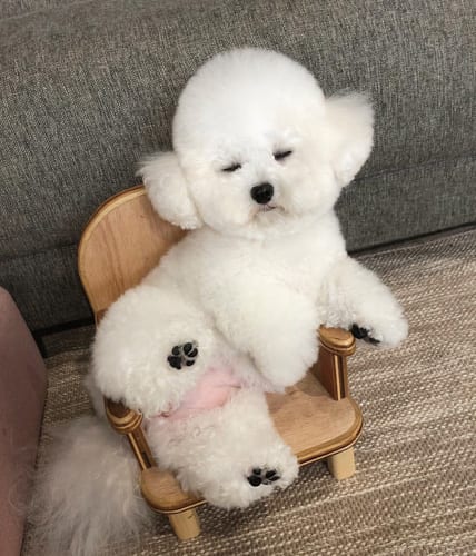 bichon-frise-facts