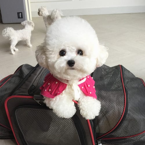 bichon-frise-facts