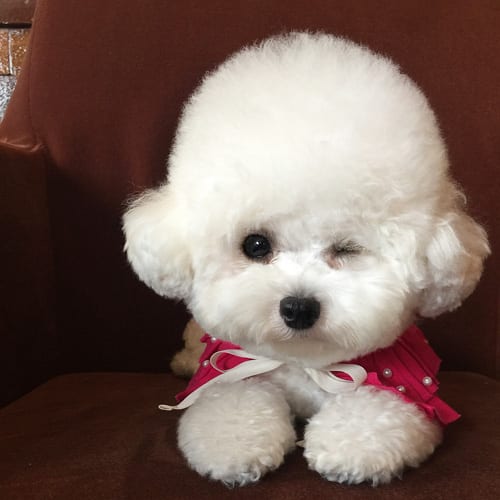 bichon-frise-facts