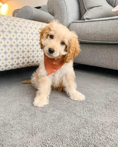 mini-cockapoo-poodle