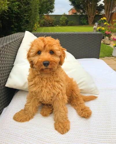 mini-cockapoo-poodle