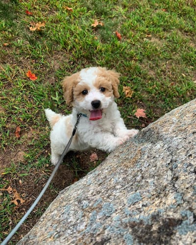 mini-cockapoo-poodle