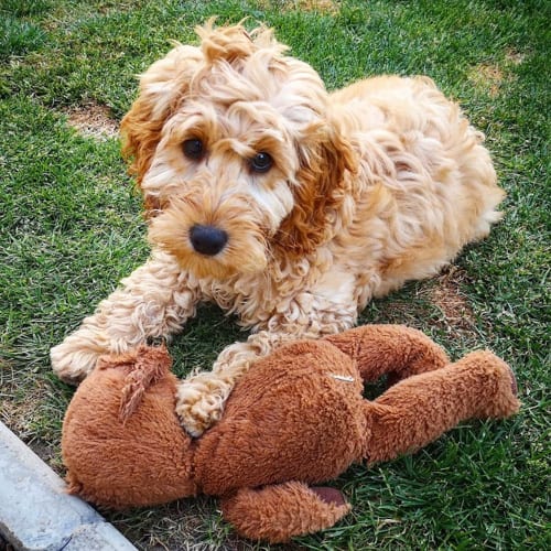 mini-cockapoo-poodle