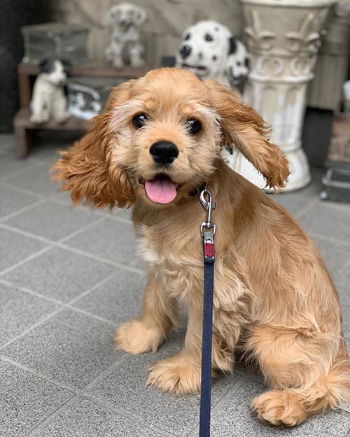 cavalier-king-charles-spaniel