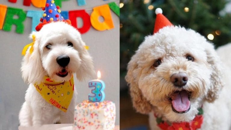 10 Ways to Celebrate Your Dog's Birthday 1 celebrate-your-dogs-birthday