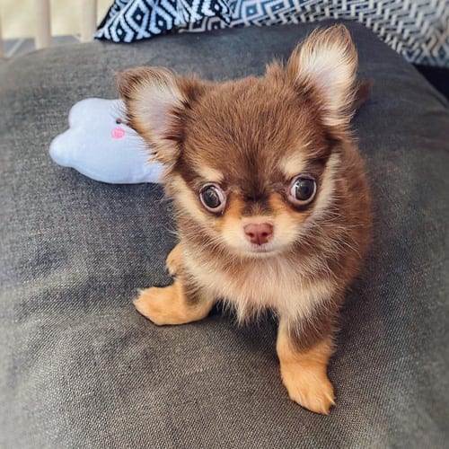 miniature-chihuahua