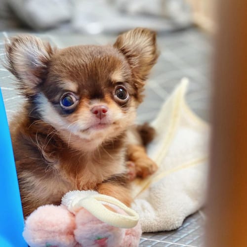 miniature-chihuahua