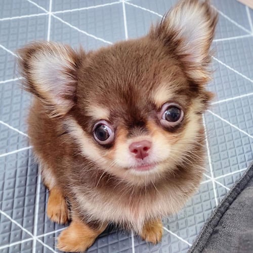 miniature-chihuahua