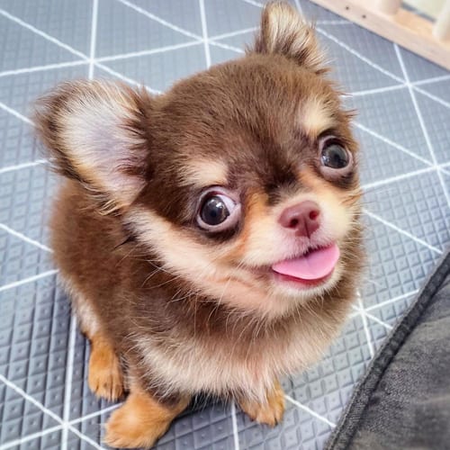 miniature-chihuahua