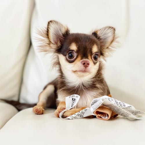 miniature-chihuahua