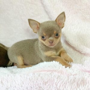 miniature-chihuahua