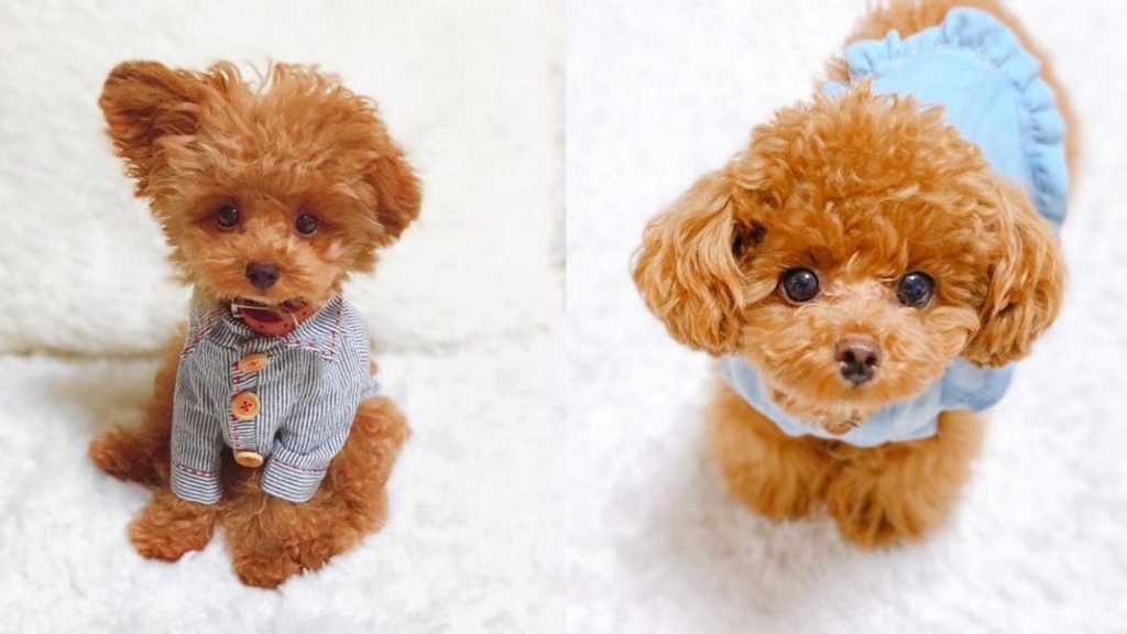 miniature-poodle-dogs