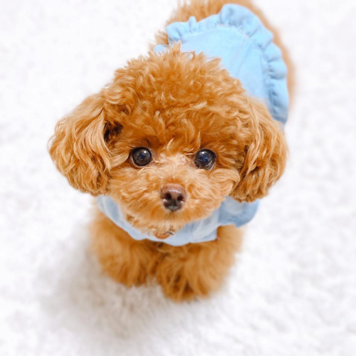 Miniature Poodle | 12 Uncommon Facts About Mini Poodle 2