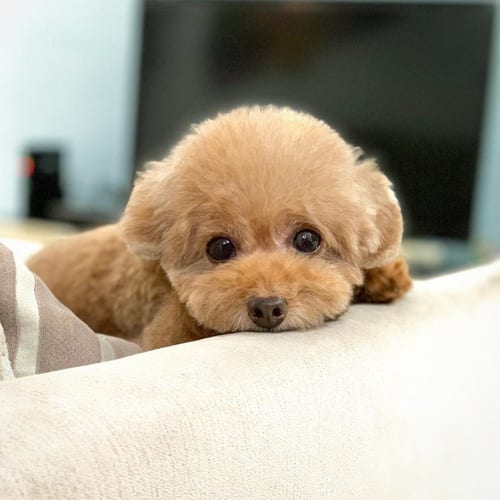 miniature-poodle-dogs