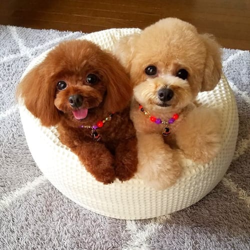 miniature-poodle-dogs-5