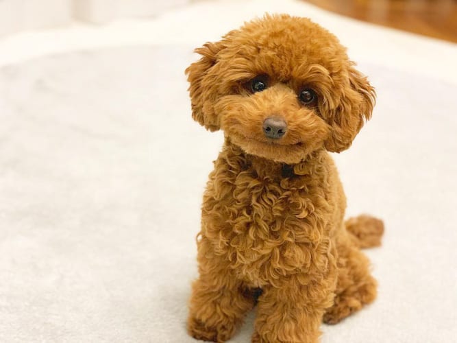 Miniature Poodle | 12 Uncommon Facts About Mini Poodle 3