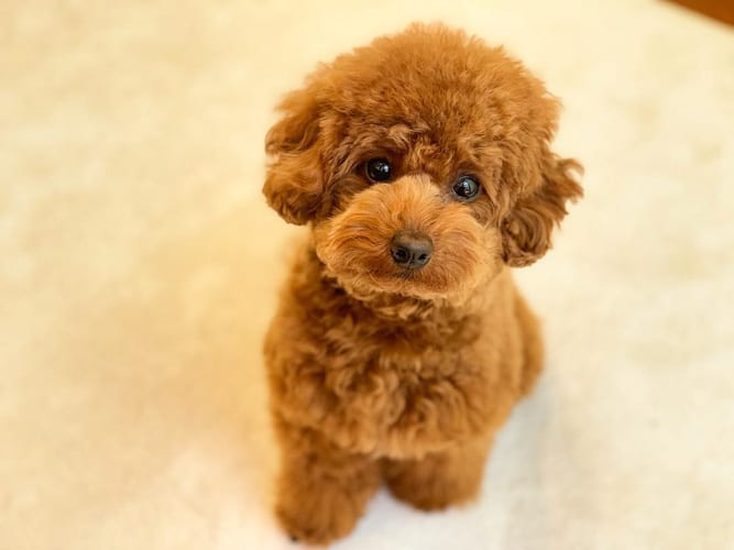 miniature-poodle-dogs