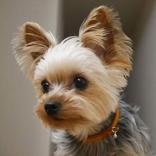 miniature-yorkie