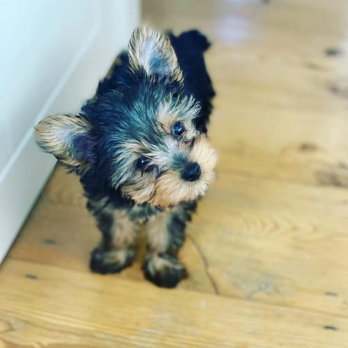 miniature-yorkie