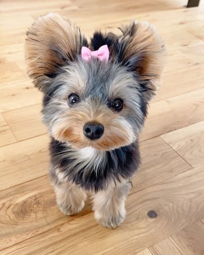 miniature-yorkie