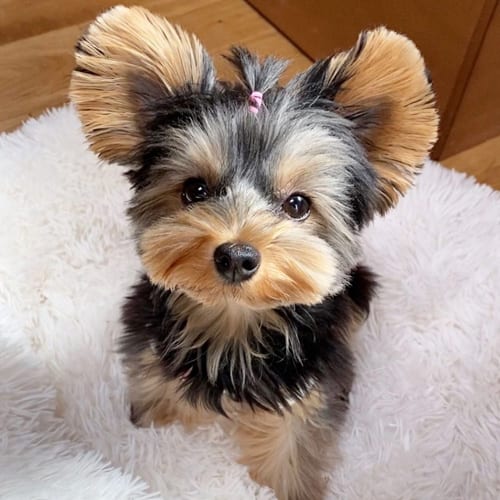 miniature-yorkie