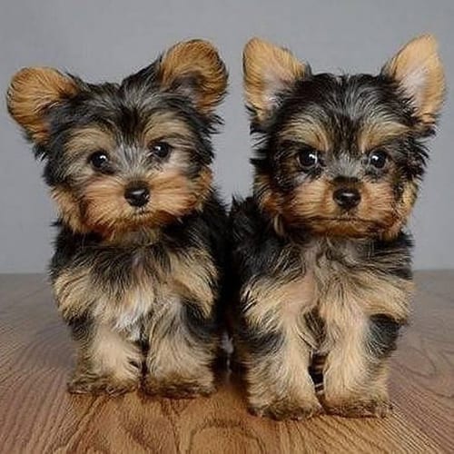 miniature-yorkie