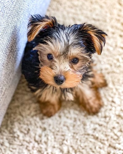 miniature-yorkie