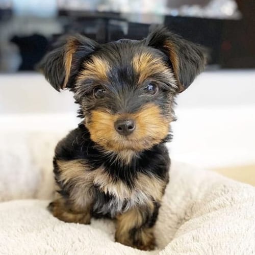 miniature-yorkie