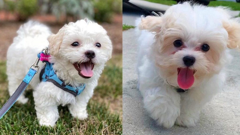 shichon-teddy-bear-dog