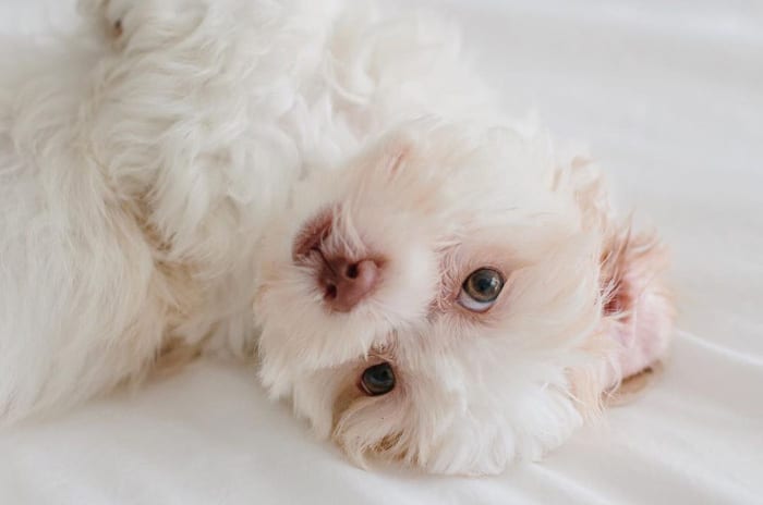 shichon-teddy-bear-dog