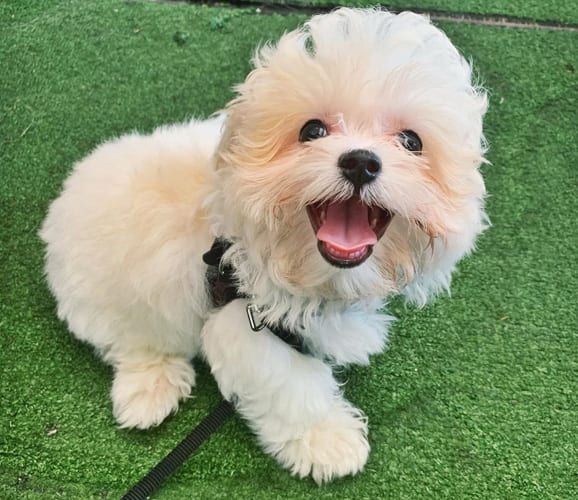 shichon-teddy-bear-dog