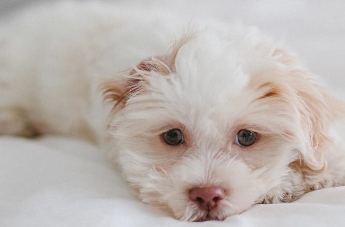 shichon-teddy-bear-dog