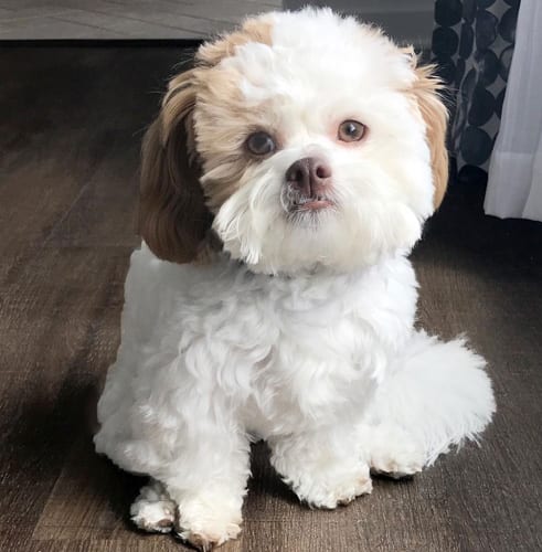 shichon-teddy-bear-dog