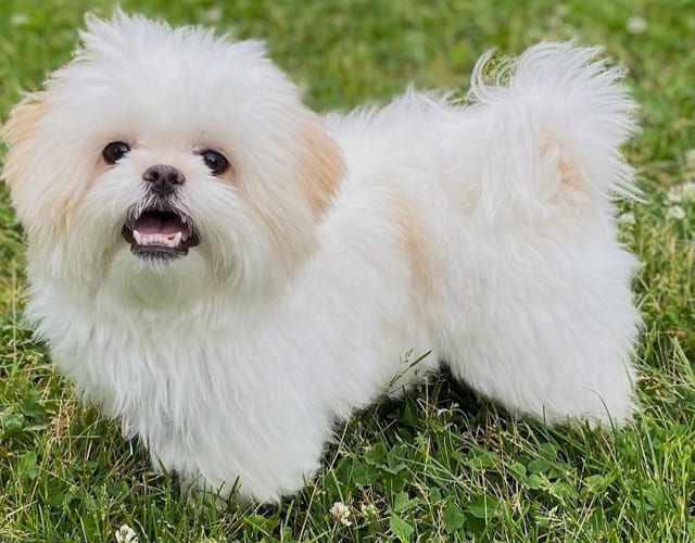 Shichon | 7 Amazing Facts About Teddy Bear Dog 1