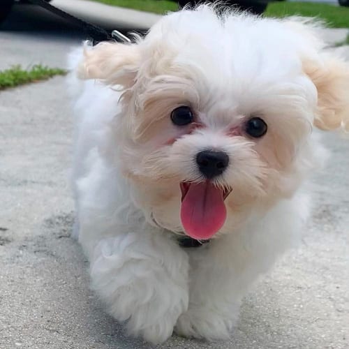 shichon-teddy-bear-dog