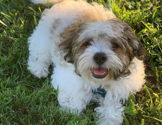 shichon-teddy-bear-dog