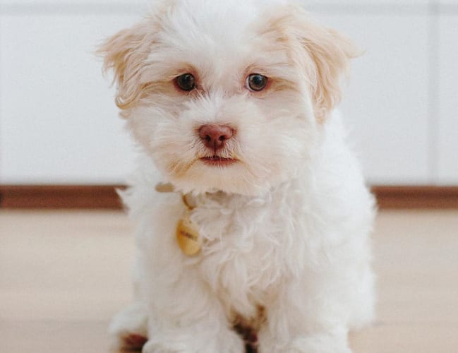 shichon-teddy-bear-dog