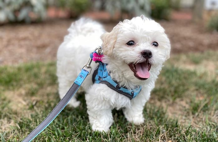 shichon-teddy-bear-dog