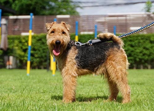 welsh-terrier