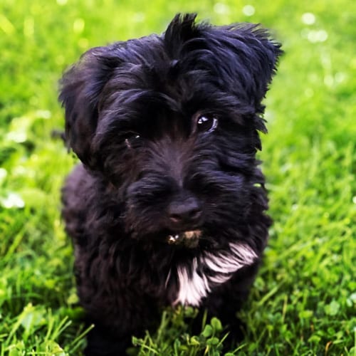 yorkie-poo