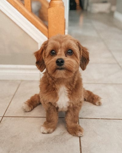 yorkie-poo