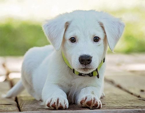 akbash-dog-white-dog-breeds