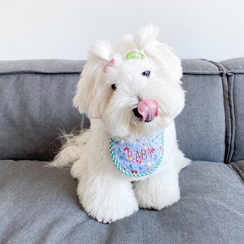 coton-de-tulear