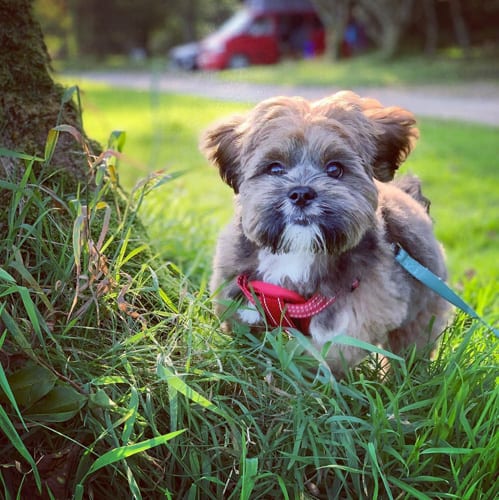 lhasa-apso-dog