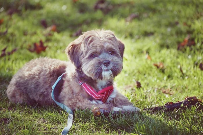 lhasa-apso-dog