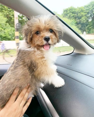 lhasa-apso-dog