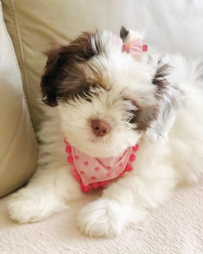 lhasa-apso-dog